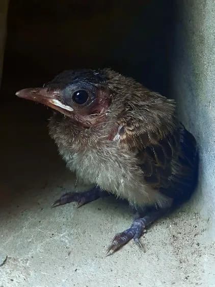 A bulbul chick resting on a stone ledge